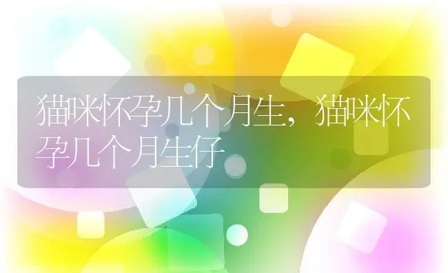 猫咪怀孕几个月生,猫咪怀孕几个月生仔 | 养殖科普