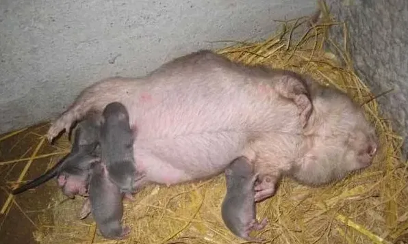 竹鼠血配和复配的区别及利弊 | 生活妙招