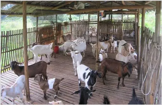 肉羊规模化养殖基地建设原则 | 生活妙招