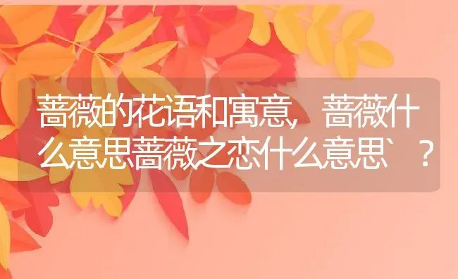 蔷薇的花语和寓意,蔷薇什么意思蔷薇之恋什么意思`？ | 养殖科普