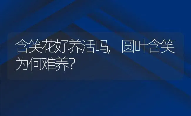 含笑花好养活吗,圆叶含笑为何难养？ | 养殖学堂