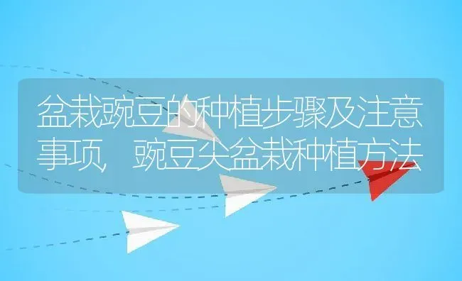 盆栽豌豆的种植步骤及注意事项,豌豆尖盆栽种植方法 | 养殖学堂