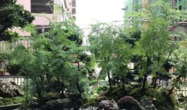 盆景催芽用什么 | 生活妙招