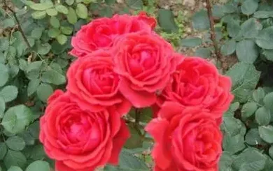 月季花长什么样,月季花外形有什么特点？
