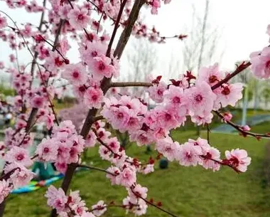 干枝梅一年开几次花花期月份与时间,梅花一年开几次？