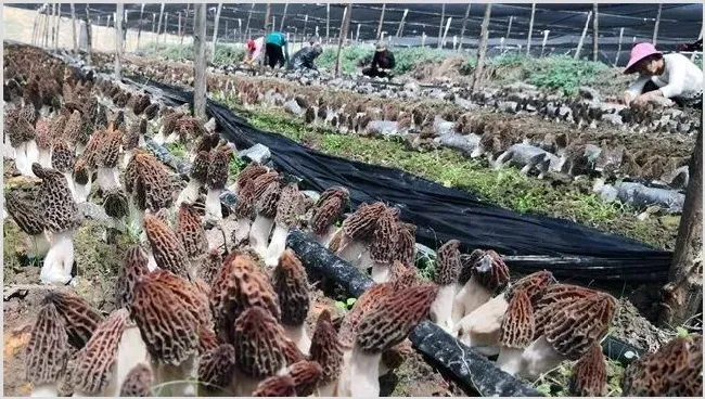 羊肚菌种植的出菇管理技术 | 农广天地