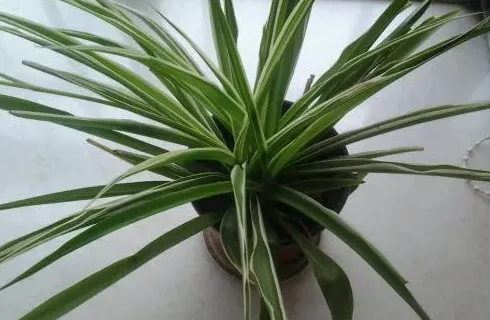 吊兰哪个品种最贵,世界最佳吊兰?