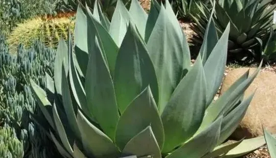 吸甲醛最快最有效的植物,什么植物吸收甲醛最好？