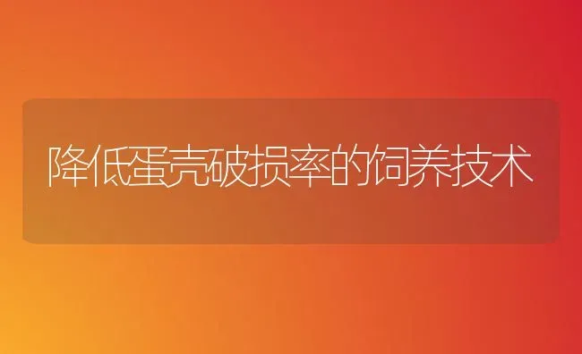 降低蛋壳破损率的饲养技术 | 养殖知识