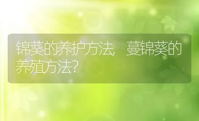 锦葵的养护方法,蔓锦葵的养殖方法？ | 养殖科普