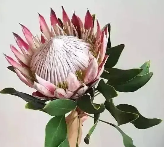 帝王花适合送什么人,帝王花寓意？