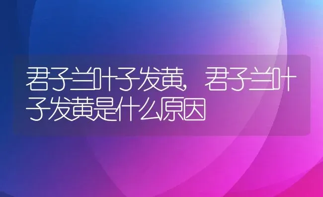 君子兰叶子发黄,君子兰叶子发黄是什么原因 | 养殖科普