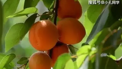 种植什么一亩六七十万,亩产6万元一亩利润？