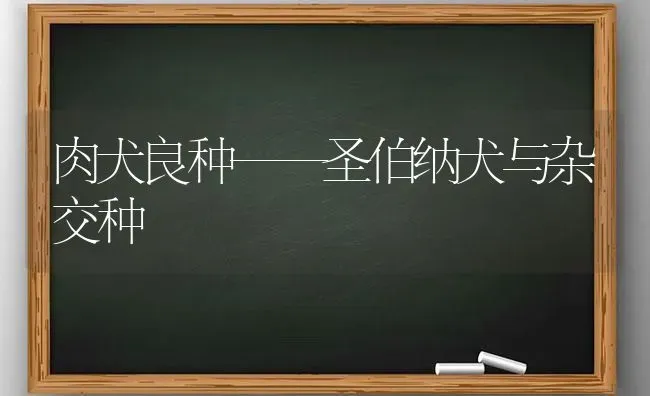 肉犬良种——圣伯纳犬与杂交种 | 养殖技术大全