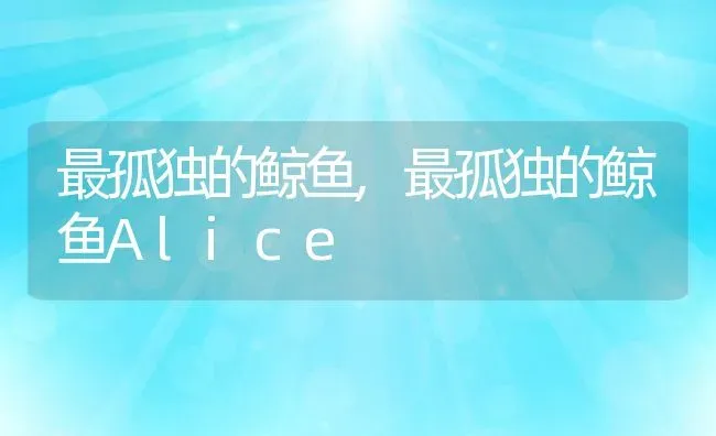 最孤独的鲸鱼,最孤独的鲸鱼Alice | 养殖科普