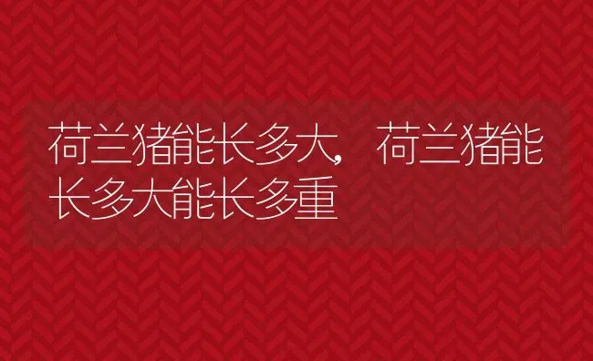 荷兰猪能长多大,荷兰猪能长多大能长多重 | 养殖科普