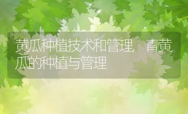 黄瓜种植技术和管理,青黄瓜的种植与管理 | 养殖学堂