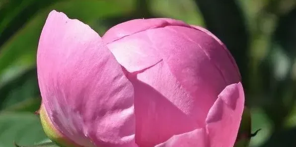 牡丹花和芍药怕冻吗 | 生活妙招