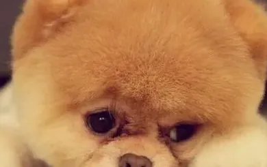 博美犬呕吐是什么原因,博美犬呕吐怎么办？