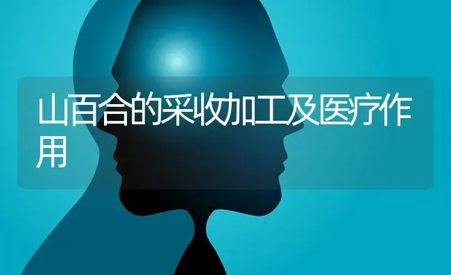 山百合的采收加工及医疗作用 | 养殖知识