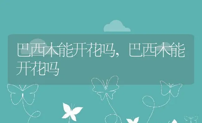 巴西木能开花吗,巴西木能开花吗 | 养殖科普