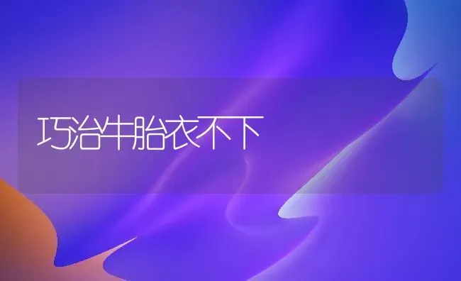 巧治牛胎衣不下 | 养殖知识
