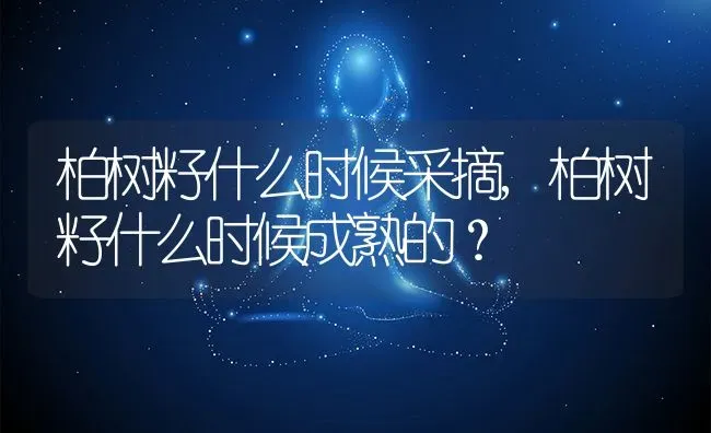 柏树籽什么时候采摘,柏树籽什么时候成熟的？ | 养殖科普