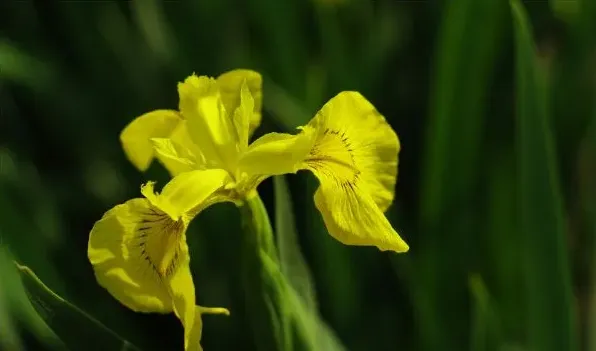 花草四雅指的是什么 | 妙招大全