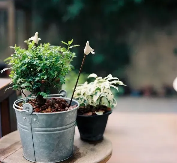 家里养什么花最好最吉利,吉祥花有哪几种？