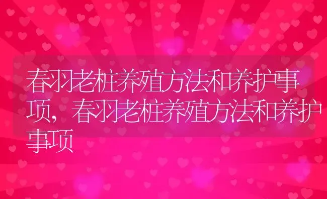 春羽老桩养殖方法和养护事项,春羽老桩养殖方法和养护事项 | 养殖科普