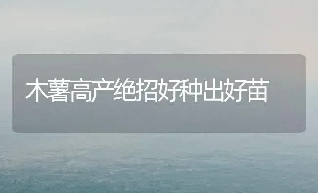 木薯高产绝招好种出好苗 | 养殖知识