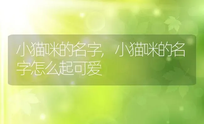 小猫咪的名字,小猫咪的名字怎么起可爱 | 养殖科普