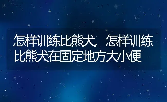 怎样训练比熊犬,怎样训练比熊犬在固定地方大小便 | 养殖科普