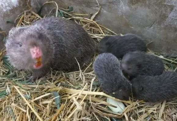 竹鼠血配和复配的区别及利弊 | 生活妙招