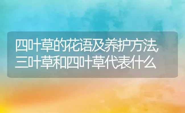 四叶草的花语及养护方法,三叶草和四叶草代表什么 | 养殖学堂