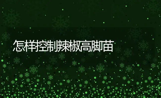 怎样控制辣椒高脚苗 | 养殖技术大全