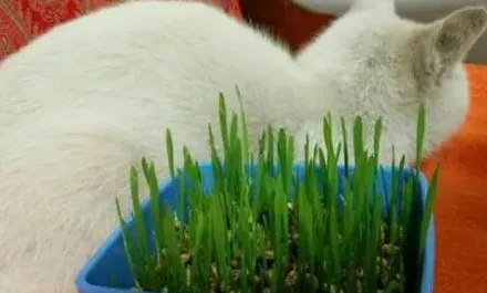 猫草怎么种植方法,猫草该怎样去种植呢？