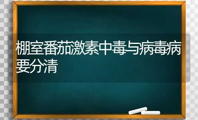 棚室番茄激素中毒与病毒病要分清 | 养殖知识