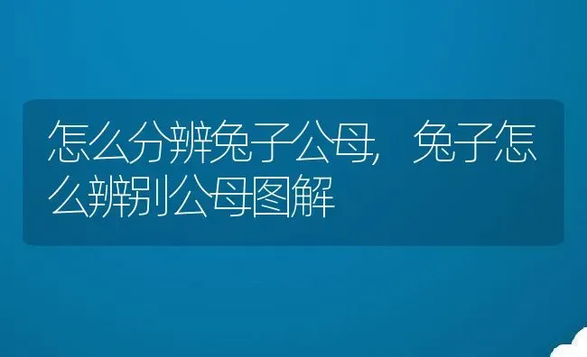 怎么分辨兔子公母,兔子怎么辨别公母图解 | 养殖资料