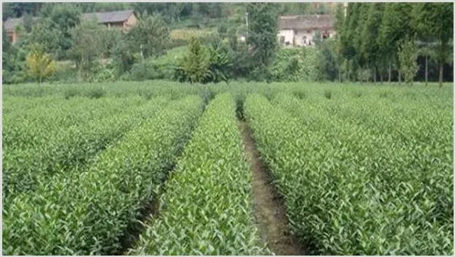 茶叶树种植技术 | 生活常识