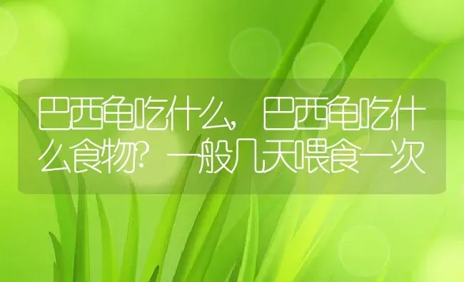 巴西龟吃什么,巴西龟吃什么食物?一般几天喂食一次 | 养殖资料