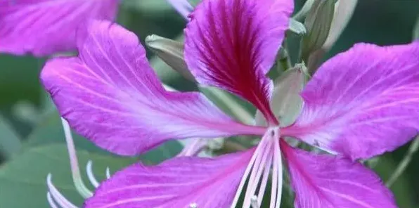 紫荆种植什么时候剪枝 | 常识大全