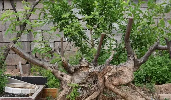 牡荆和黄荆的区别 | 农广天地