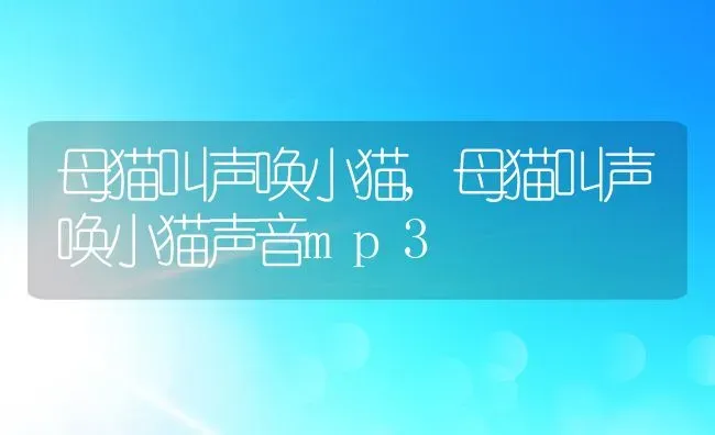 母猫叫声唤小猫,母猫叫声唤小猫声音mp3 | 养殖资料