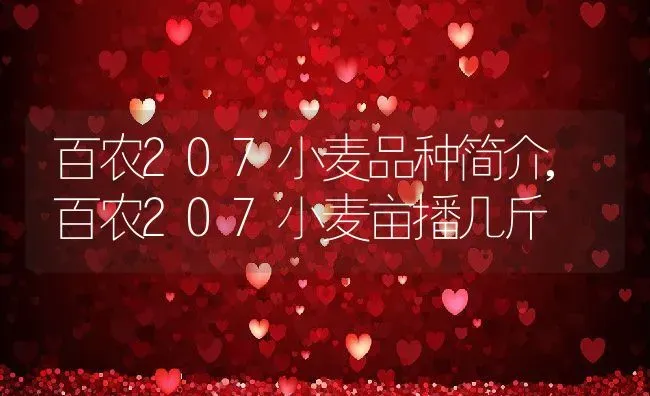 百农207小麦品种简介,百农207小麦亩播几斤 | 养殖学堂