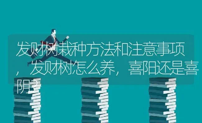 发财树栽种方法和注意事项,发财树怎么养，喜阳还是喜阴？ | 养殖科普