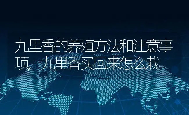 九里香的养殖方法和注意事项,九里香买回来怎么栽 | 养殖学堂