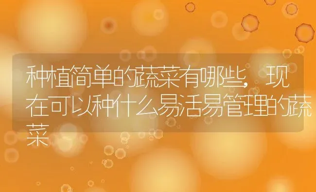 种植简单的蔬菜有哪些,现在可以种什么易活易管理的蔬菜 | 养殖学堂