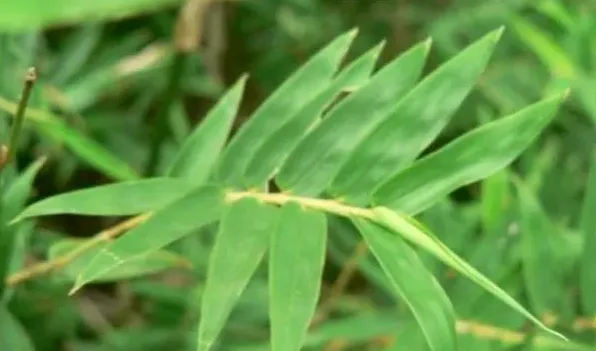 凤尾竹换盆后怎样浇水 | 实用知识