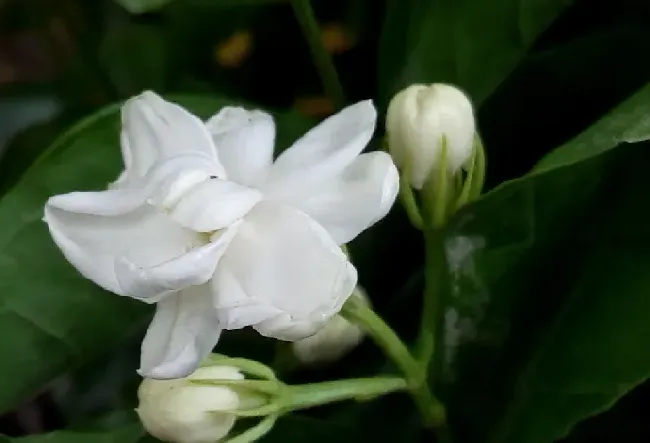 茉莉花哪个品种最好,购买什么茉莉花好？